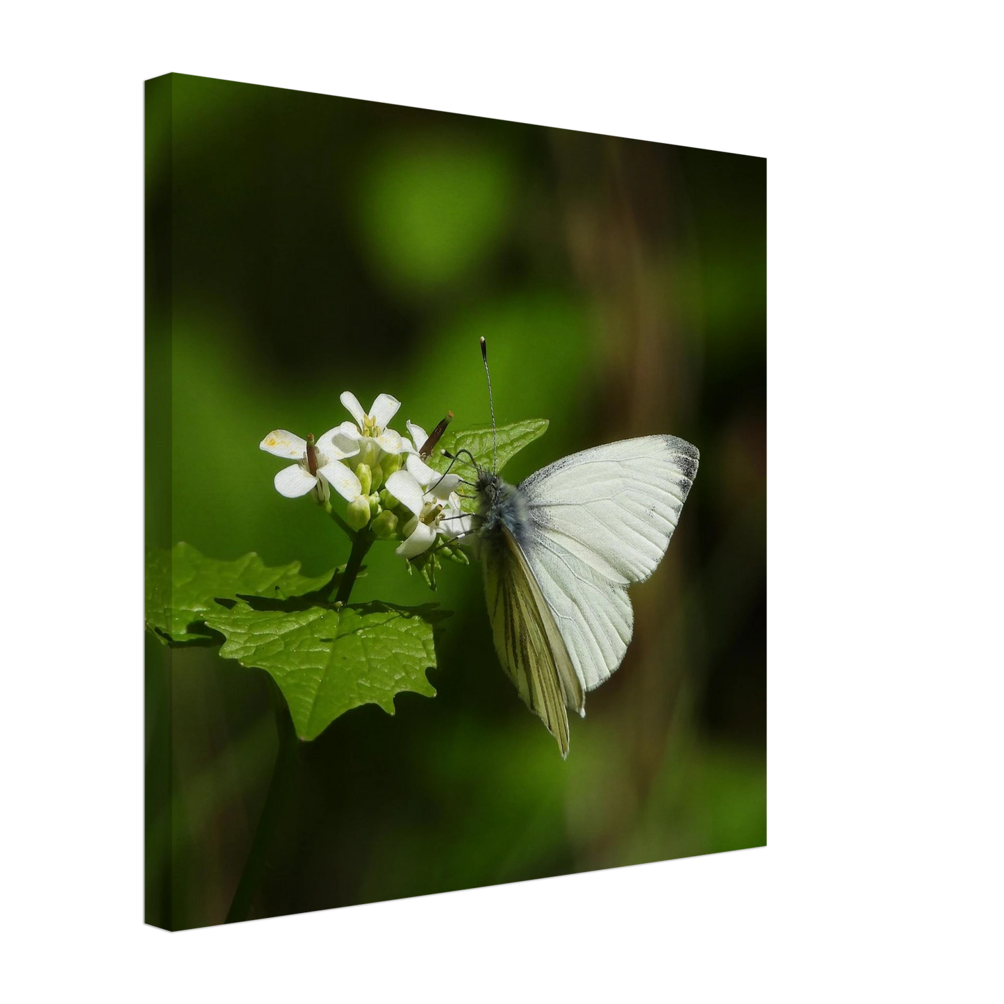 3c170492-579d-46bf-b343-46d74fafec92