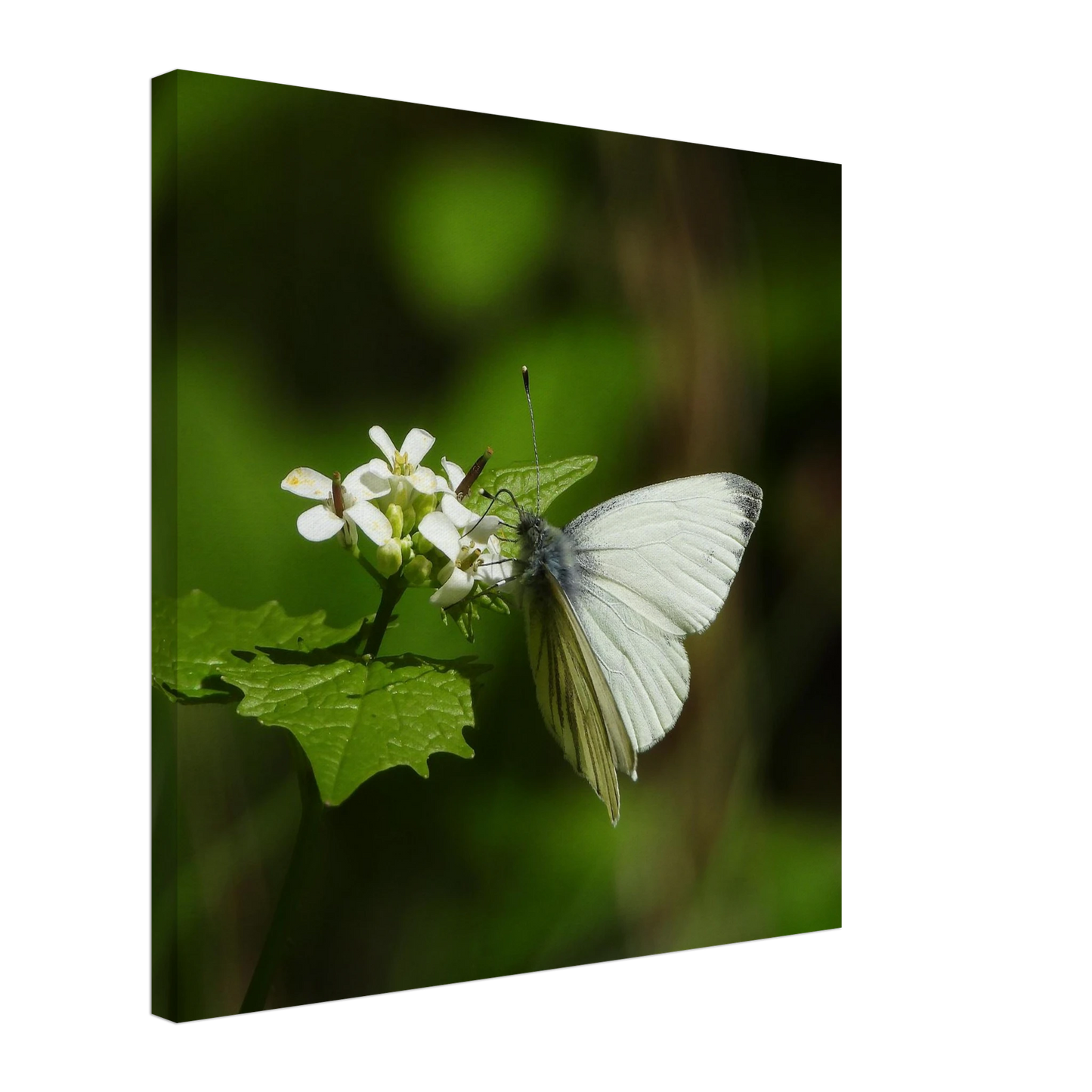 6a64be22-ad87-48b0-b0e4-b7c6fd45809a