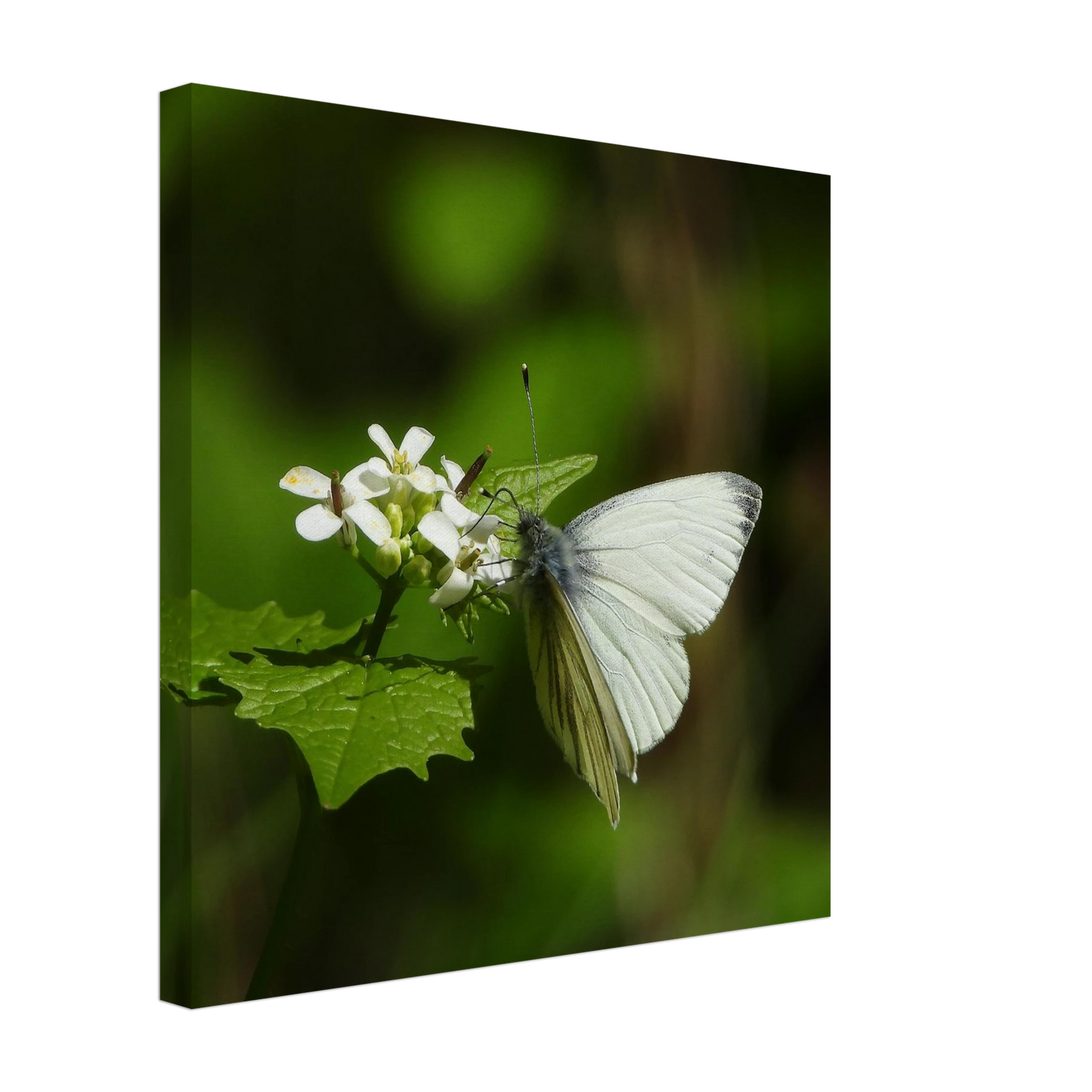 fbdcdb70-ddd4-4f14-a5a5-c9a4af420039